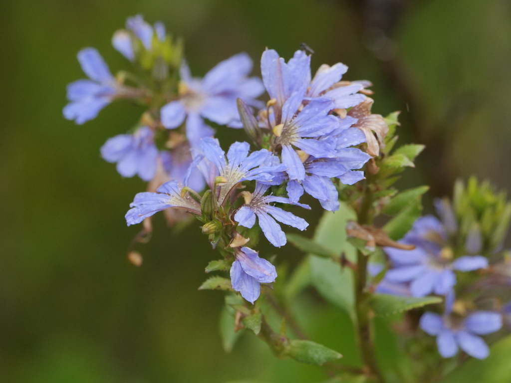 Scaevola nitida — an easy houseplant, prefers full sun light