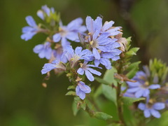 Scaevola nitida