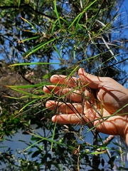 Acacia longissima