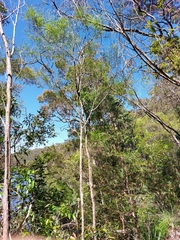 Acacia longissima