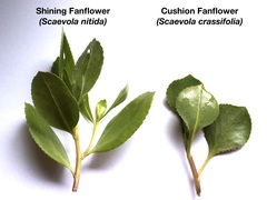 Scaevola nitida