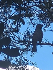 Hypsipetes borbonicus