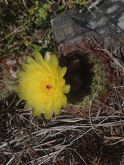 Parodia concinna