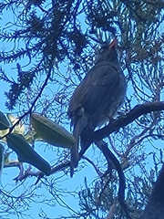 Hypsipetes borbonicus