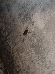 Nesoecia