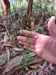 Pterostylis longifolia