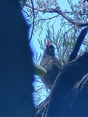 Hypsipetes borbonicus