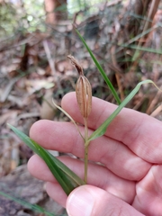 Pterostylis longifolia