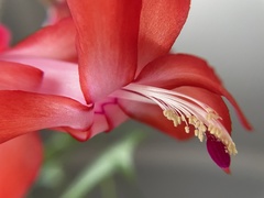 Schlumbergera