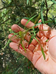 Grevillea diffusa