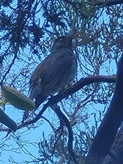 Hypsipetes borbonicus