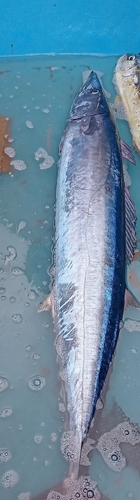 Wahoo