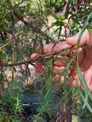 Grevillea diffusa