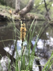 Carex nudata