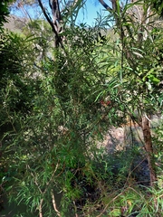 Grevillea diffusa