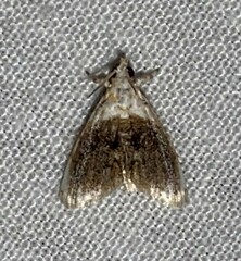 Lipocosmodes fuliginosalis