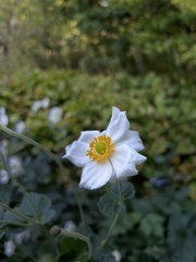Anemoneae