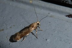 Anisoplaca acrodactyla