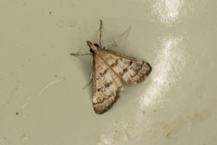 Steniini
