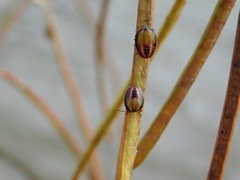 Piezodorus guildinii