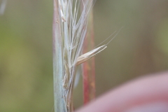 Andropogon virginicus virginicus