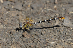 Erpetogomphus compositus