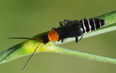 Carphurus