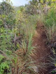 Andropogon virginicus virginicus