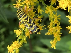 Megacyllene robiniae