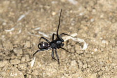 Zodariidae