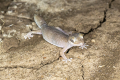 Diplodactylidae