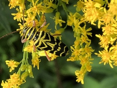 Megacyllene robiniae