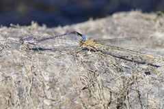 Argia emma