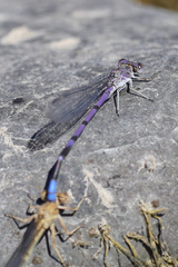 Argia emma