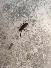 Nesoecia