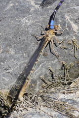 Argia emma