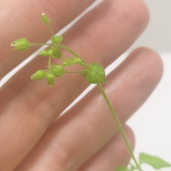 Caryophyllaceae