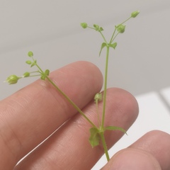 Caryophyllaceae