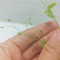 Caryophyllaceae