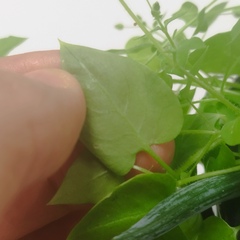 Caryophyllaceae