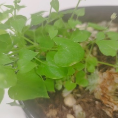Caryophyllaceae