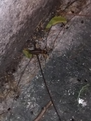 Nesoecia