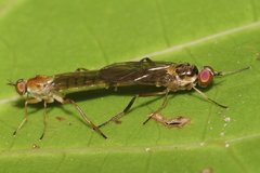 Australoberis refugians