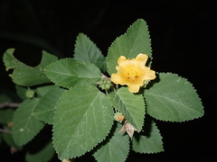 Sida fallax