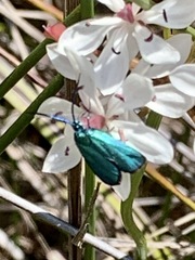 Pollanisus viridipulverulenta