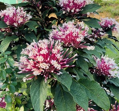 Clerodendrum quadriloculare