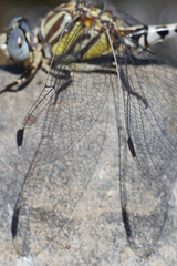 Erpetogomphus compositus