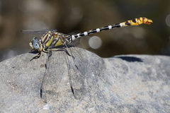 Erpetogomphus compositus