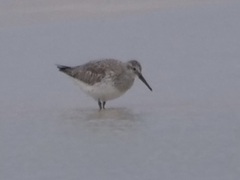 Calidris tenuirostris