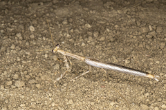 Coenomantis kraussiana